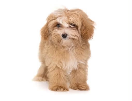Maltipoo angle 5